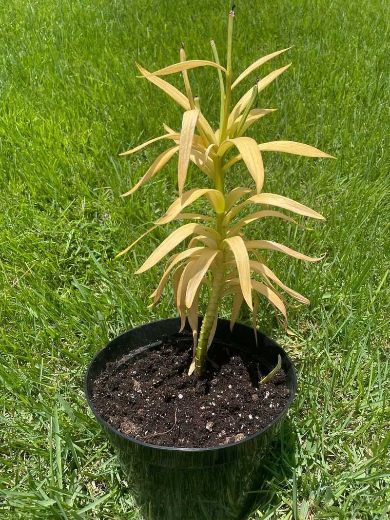 Water Newly Planted Lilies Properly
