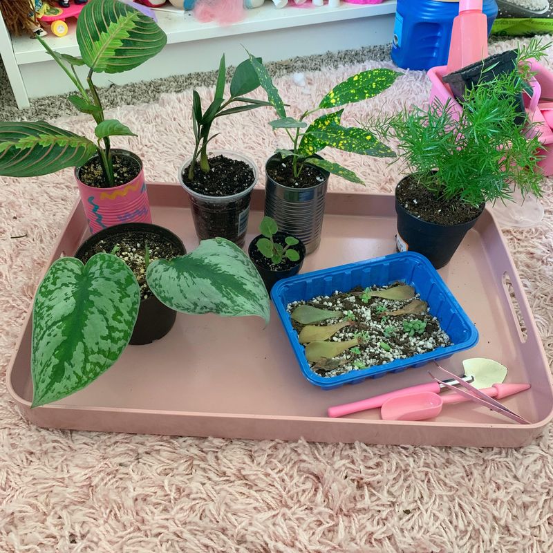 Visit plant swaps and community exchanges