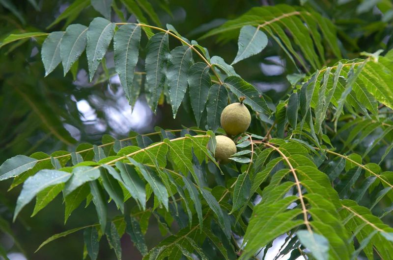 Walnut Trees