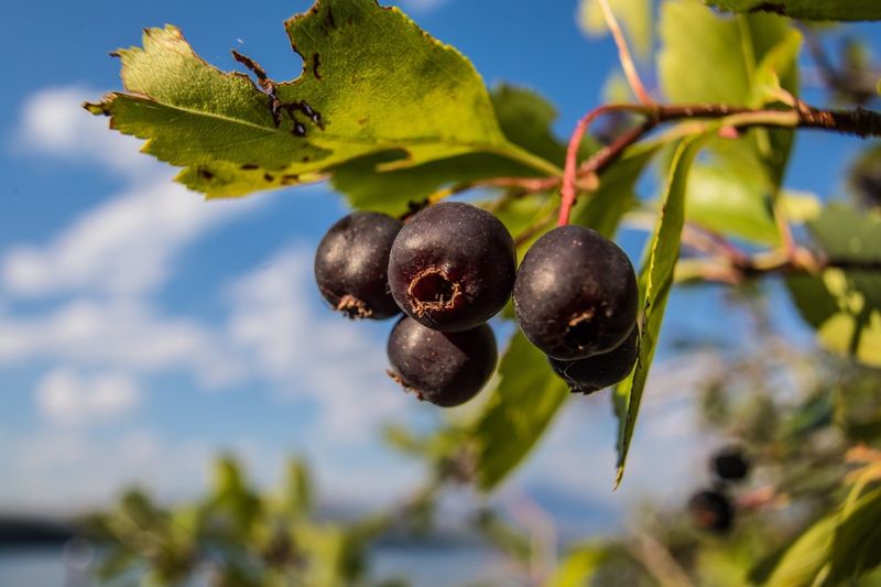 Serviceberry