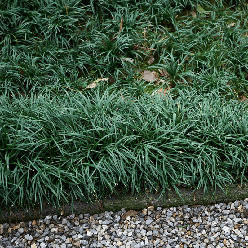 Mondo Grass Struggles In Root-Filled Soil