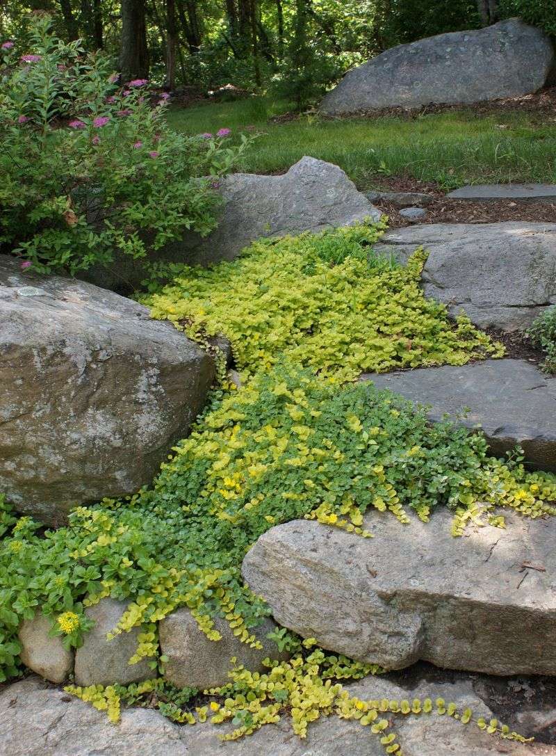 Creeping Jenny