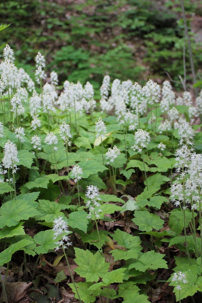 Foamflower