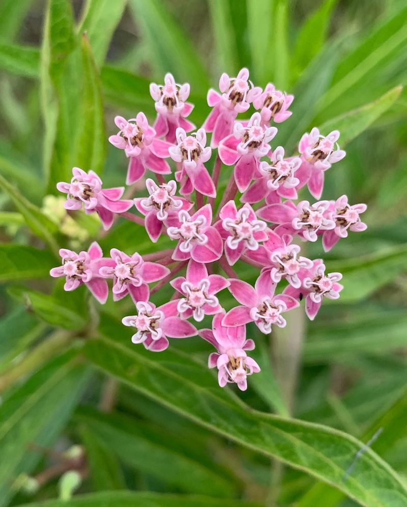 Swamp Milkweed