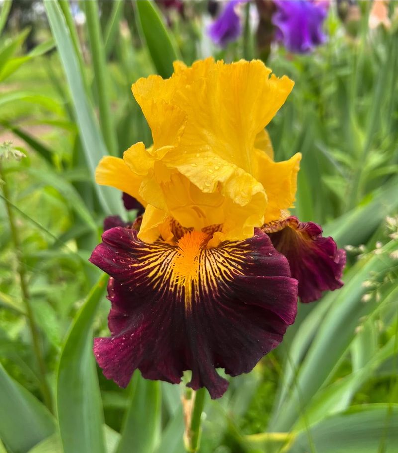 Bearded Iris