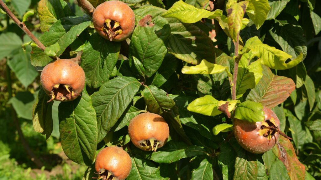 Medlar