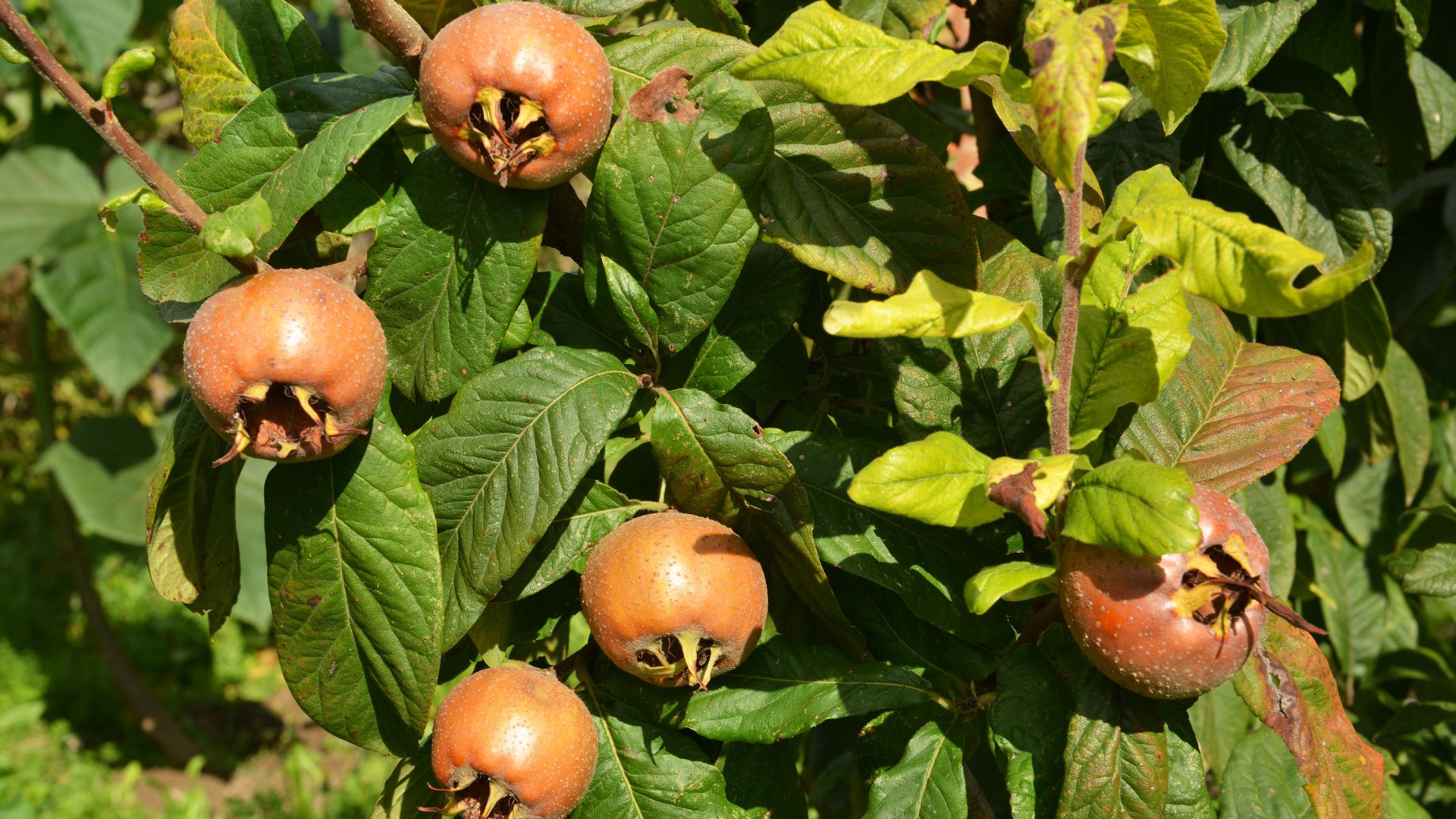 29 Low-Maintenance Fruit Trees That Anyone Can Grow