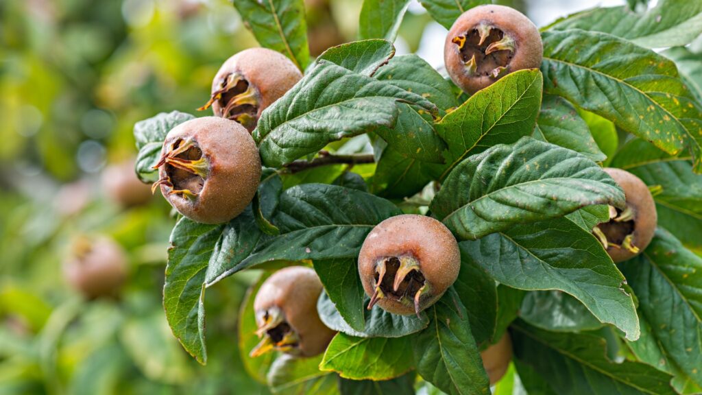 medlar tree