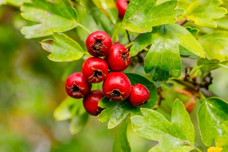 Hawthorn Trees