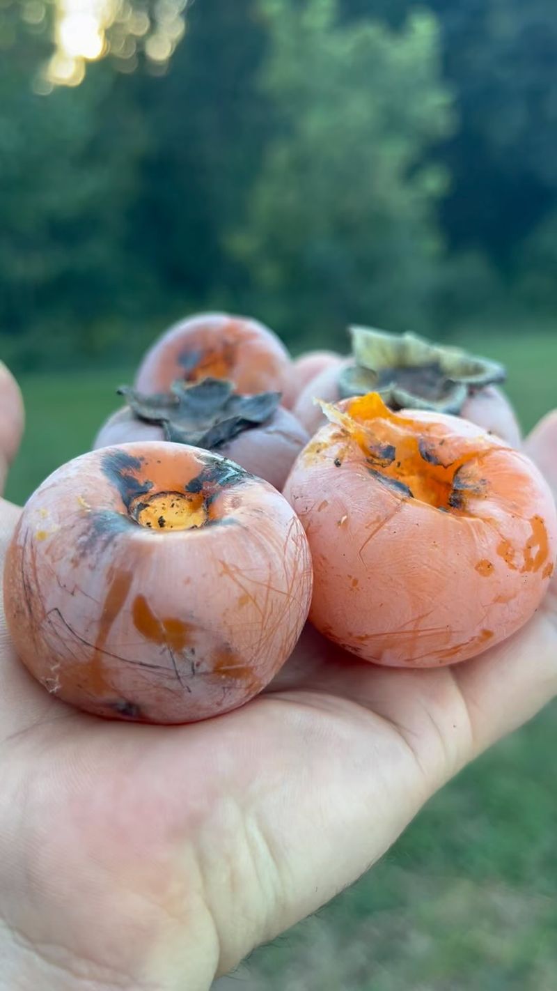 American Persimmon