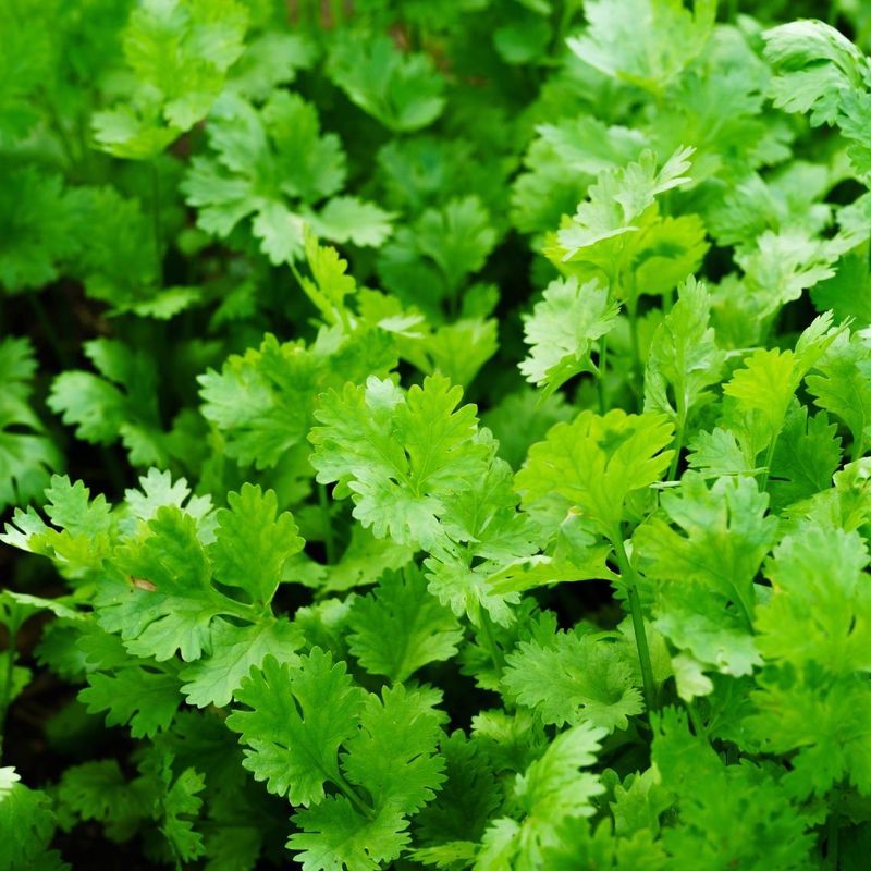 Cilantro