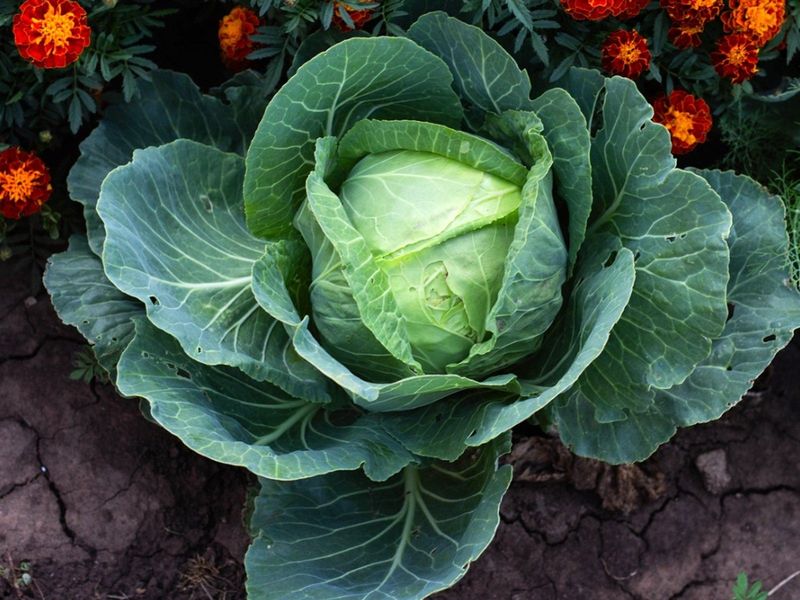 Brassicas: Cabbage Family Conflicts