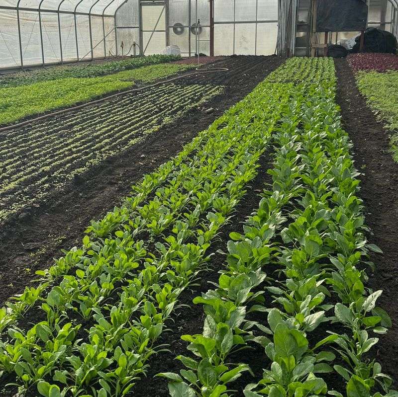 Spinach - Cool Season Superstar