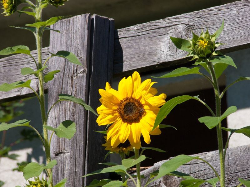 Sunflowers