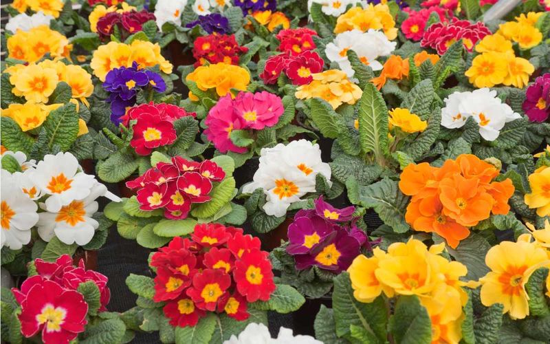 Primroses