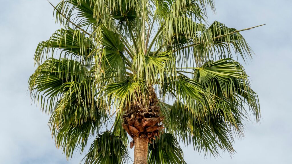 Mexican Fan Palm