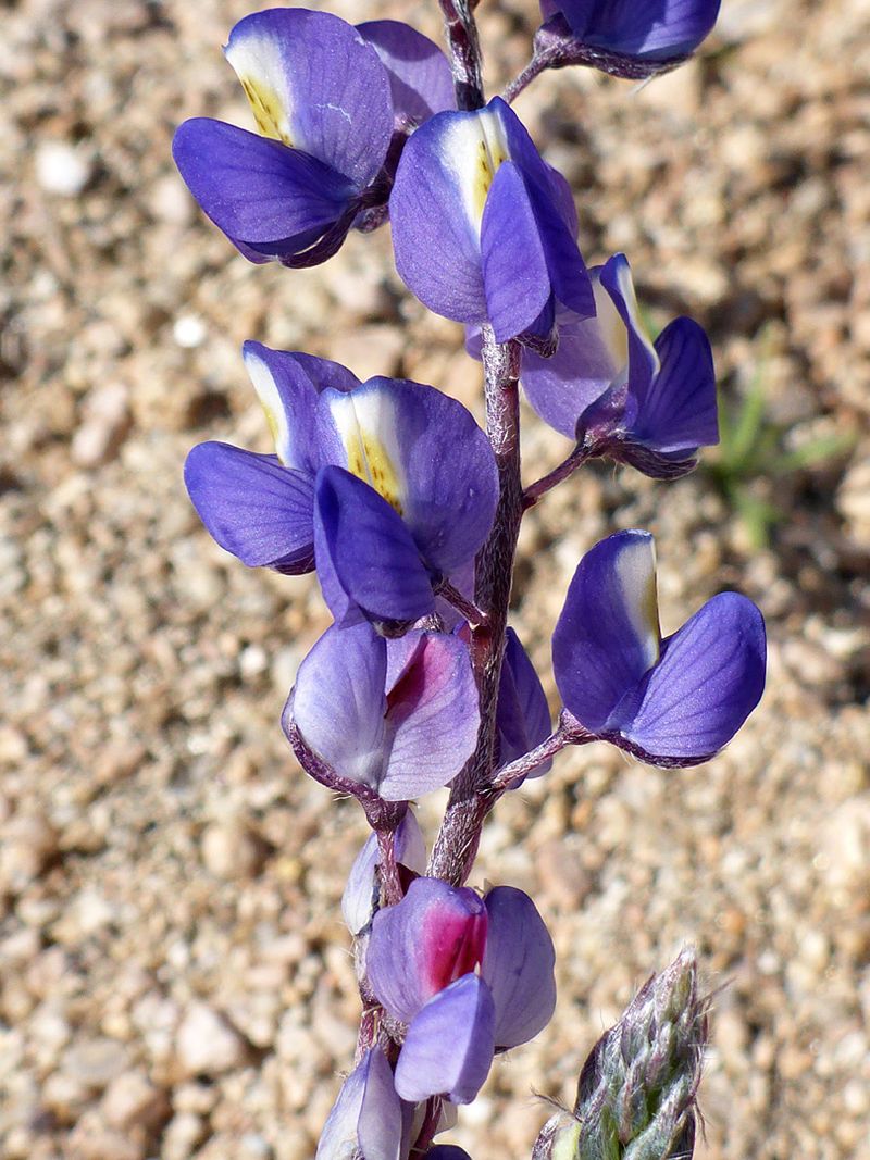 Desert Lupine