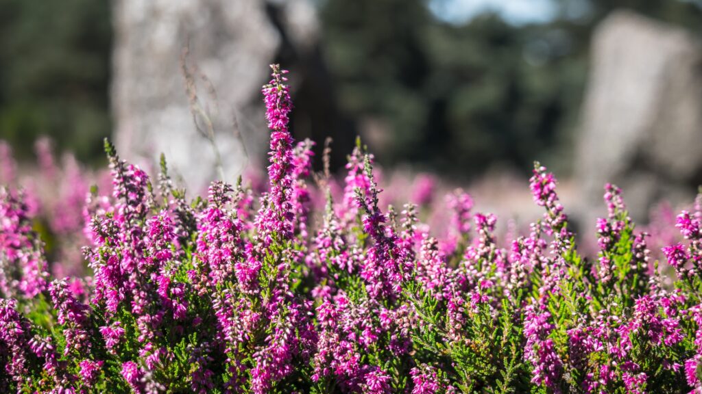 Mexican Heather