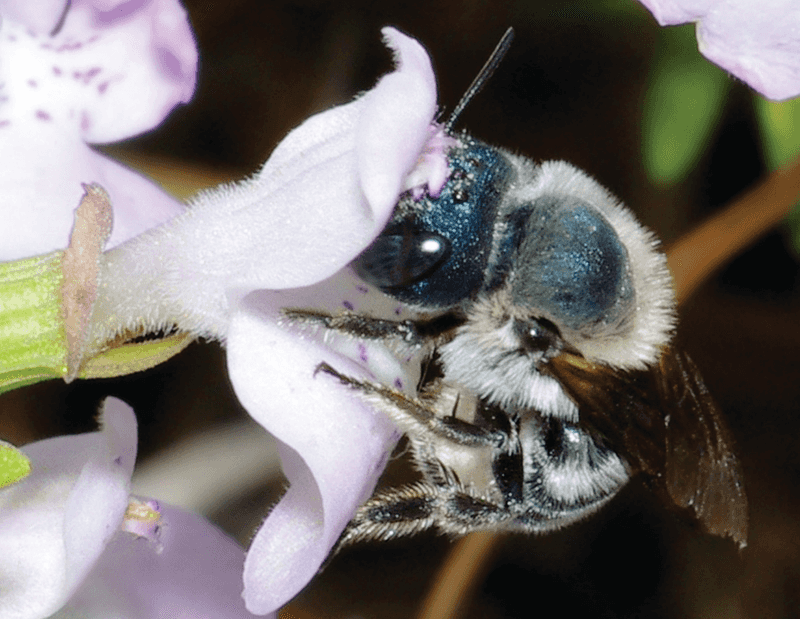 Blue Calamintha Bee