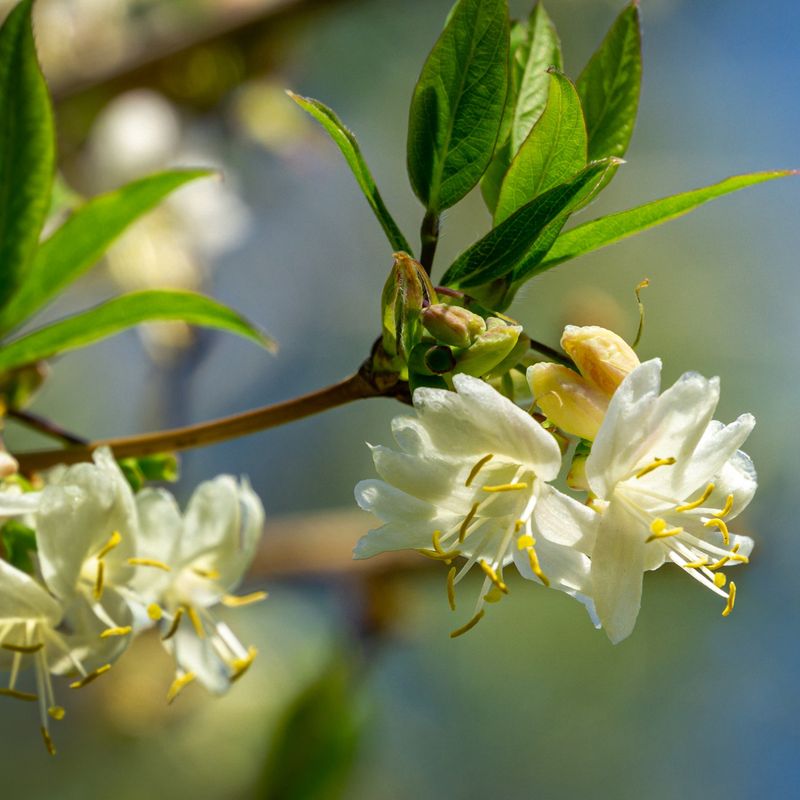 Winter Honeysuckle (Lonicera fragrantissima)