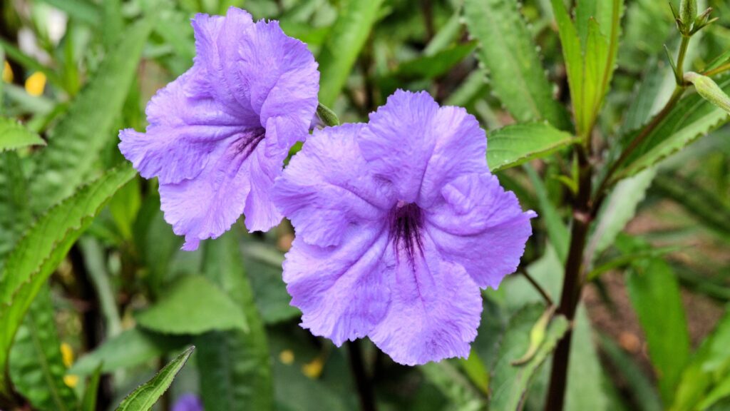 mexican petunia flower