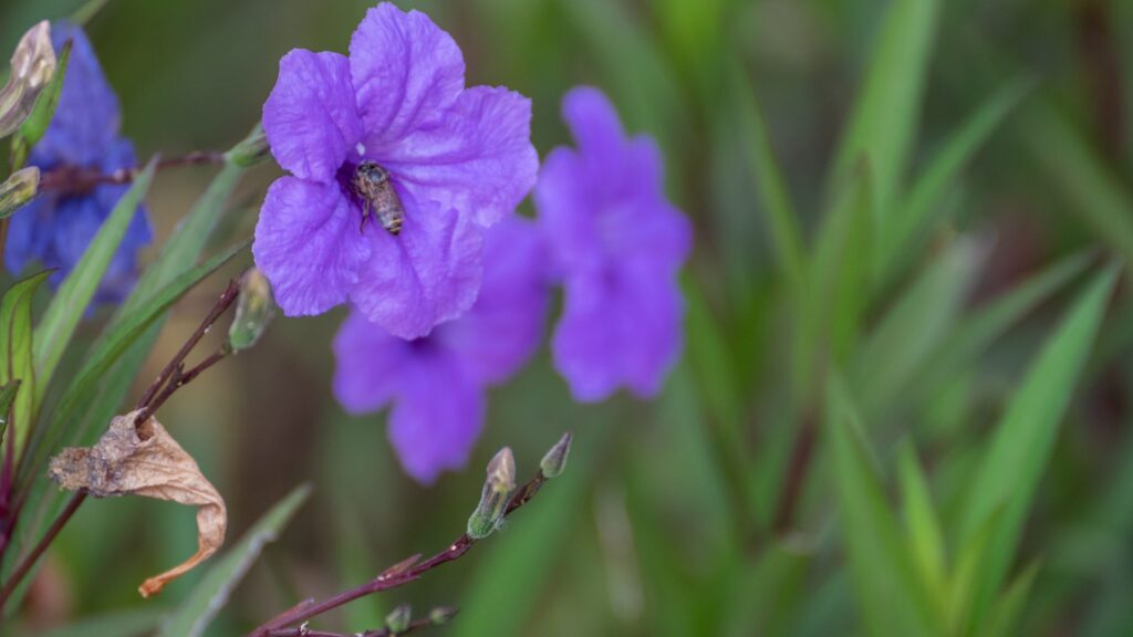 mexican petunia