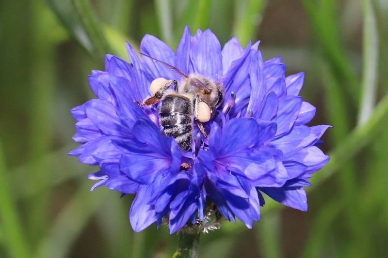 Cornflower (Centaurea cyanus)