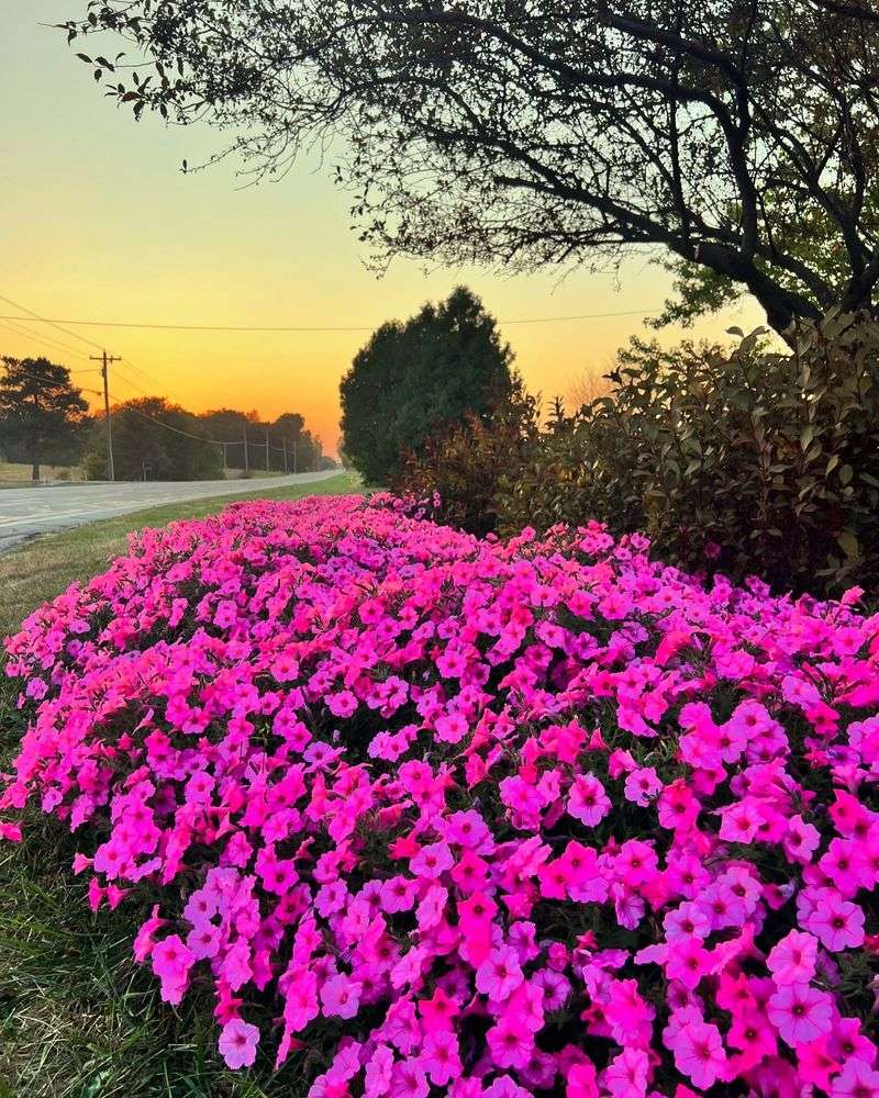 Petunia 'Supertunia Vista Bubblegum'