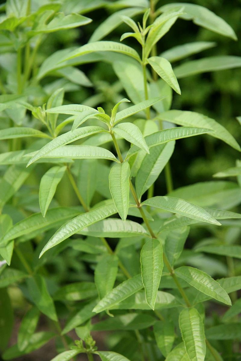 Lemon Verbena: Citrus Scent That Beats The Heat