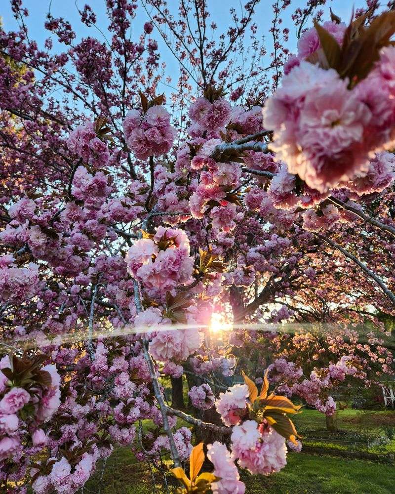Cherry Trees: Spring's Sweet Promise