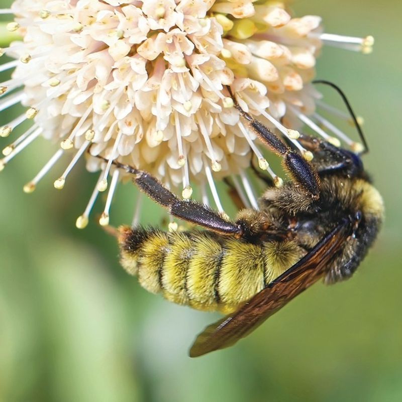 American Bumblebee