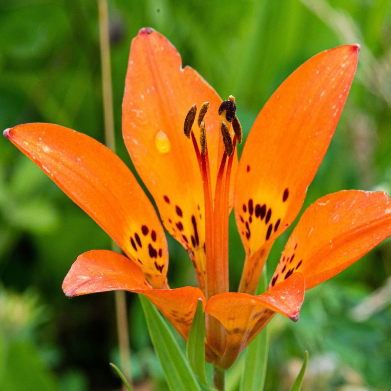 Wood Lilies