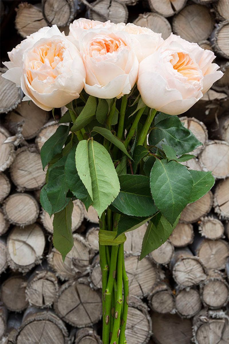 Juliet Garden Rose