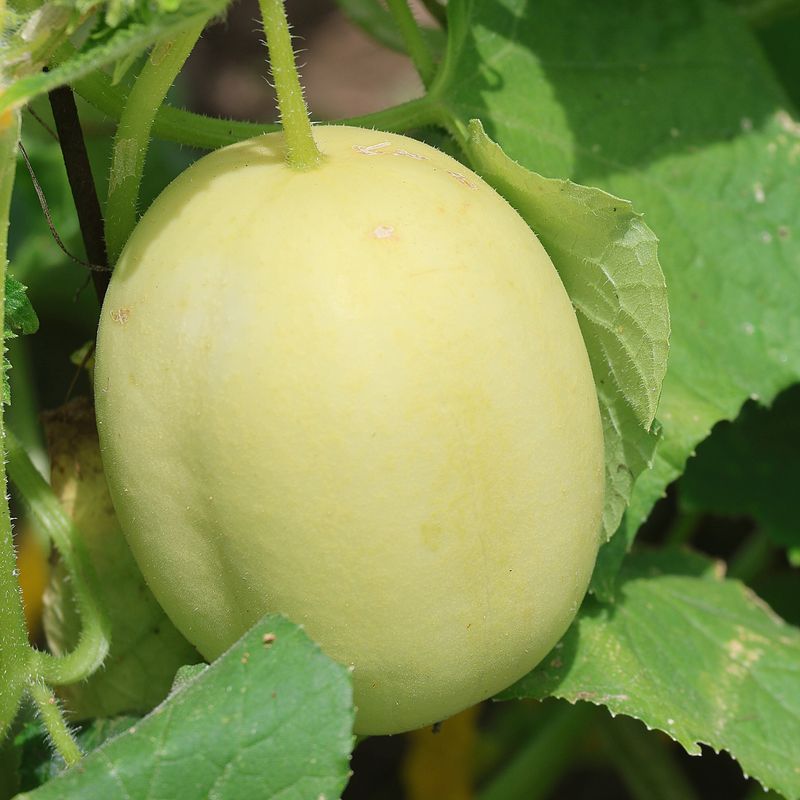 Dragon's Egg Cucumber