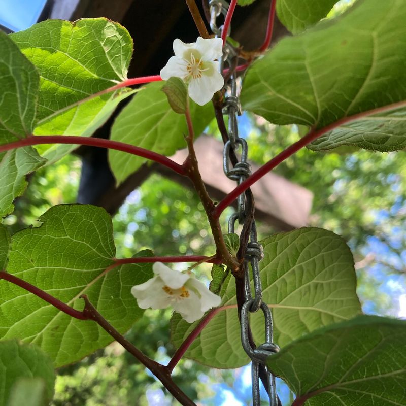 Hardy Kiwi