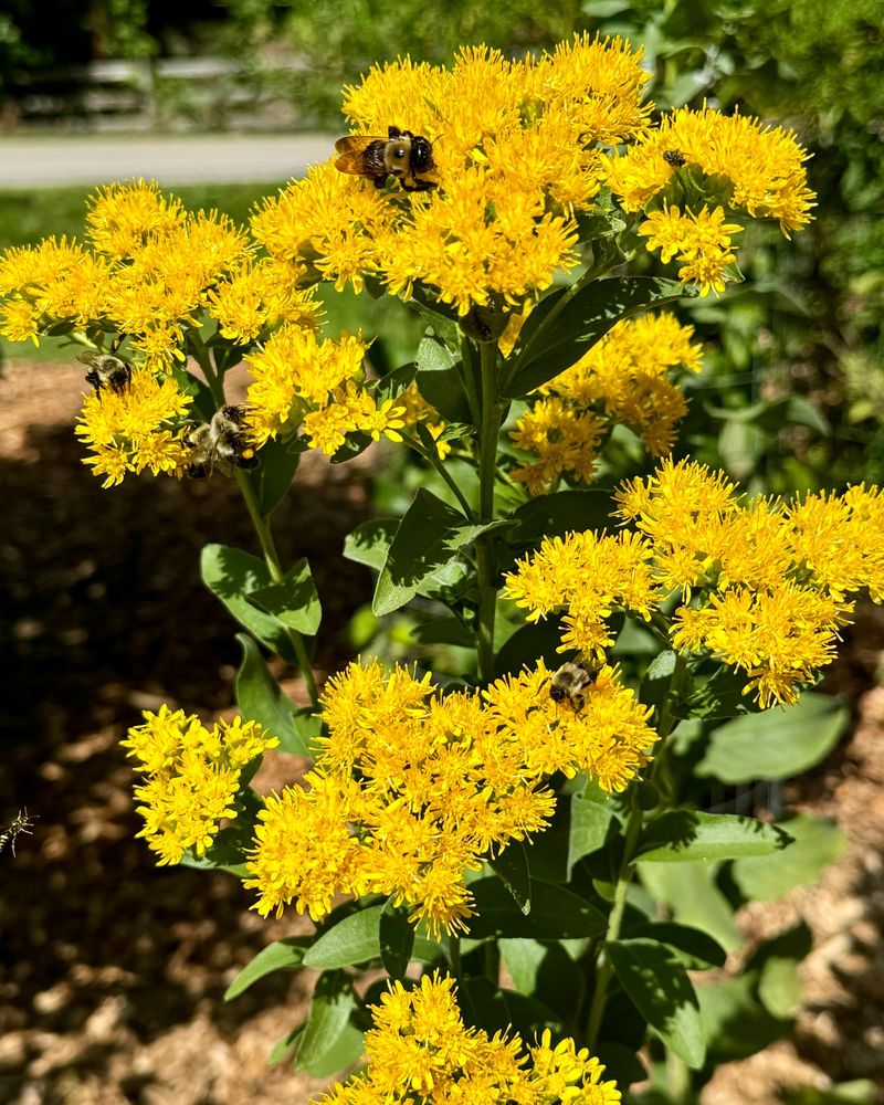 Goldenrod