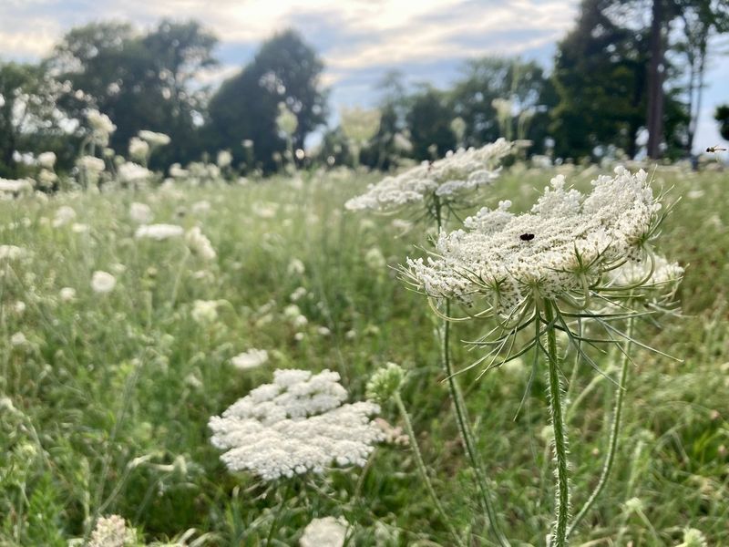 Queen Anne's Lace