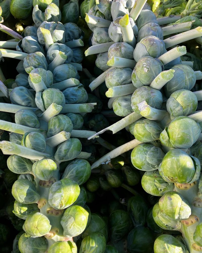 Brussels Sprouts: Comical Top-Heavy Failure