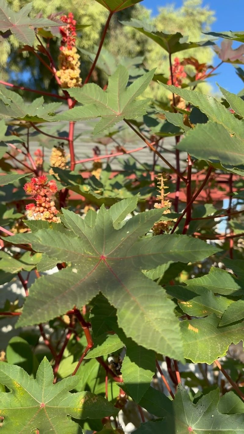 Castor Bean