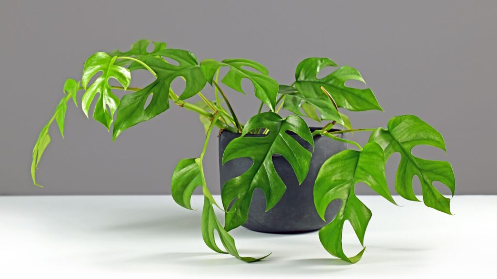 mini monstera