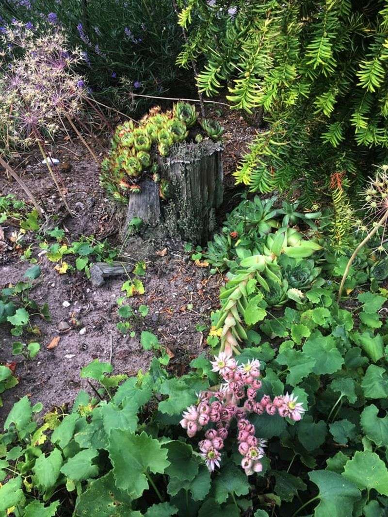 Sedum 'Autumn Joy'