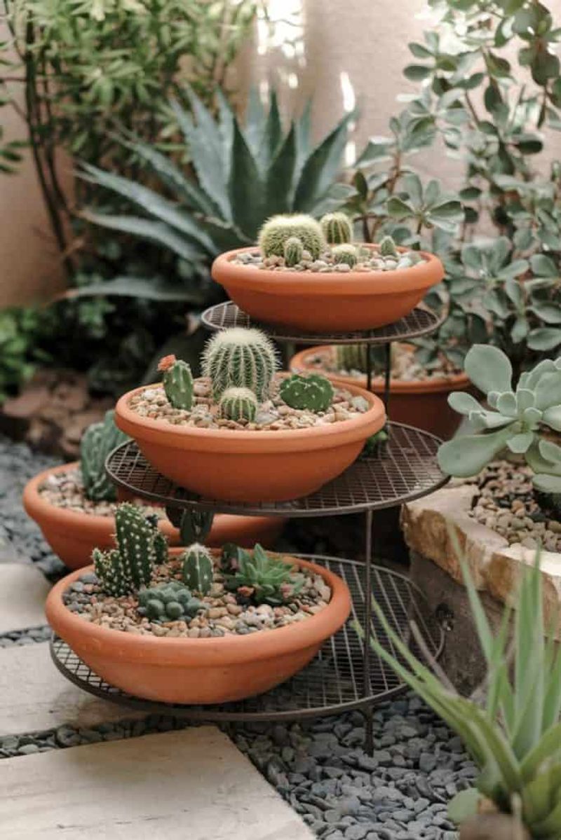 Drought-Proof Cactus Collections