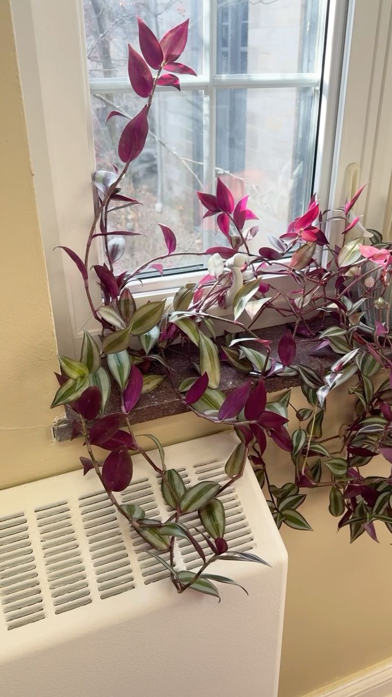 Wandering Jew (Tradescantia)
