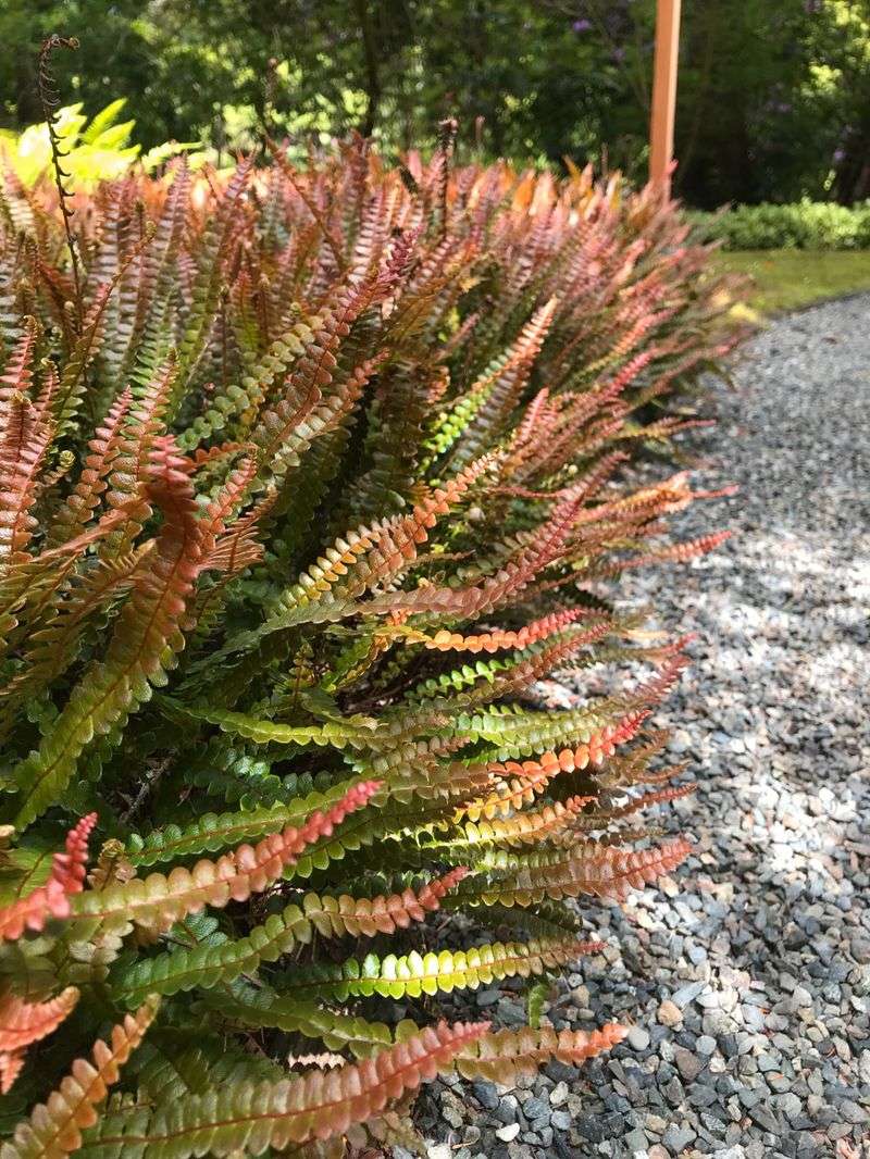 Alpine Water Fern