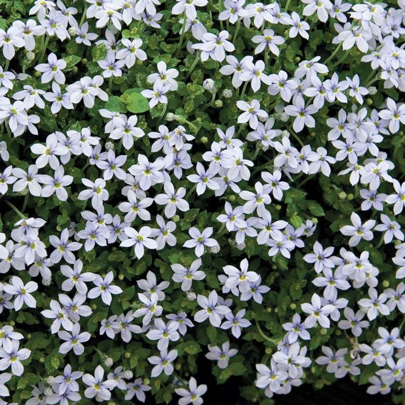 Blue Star Creeper