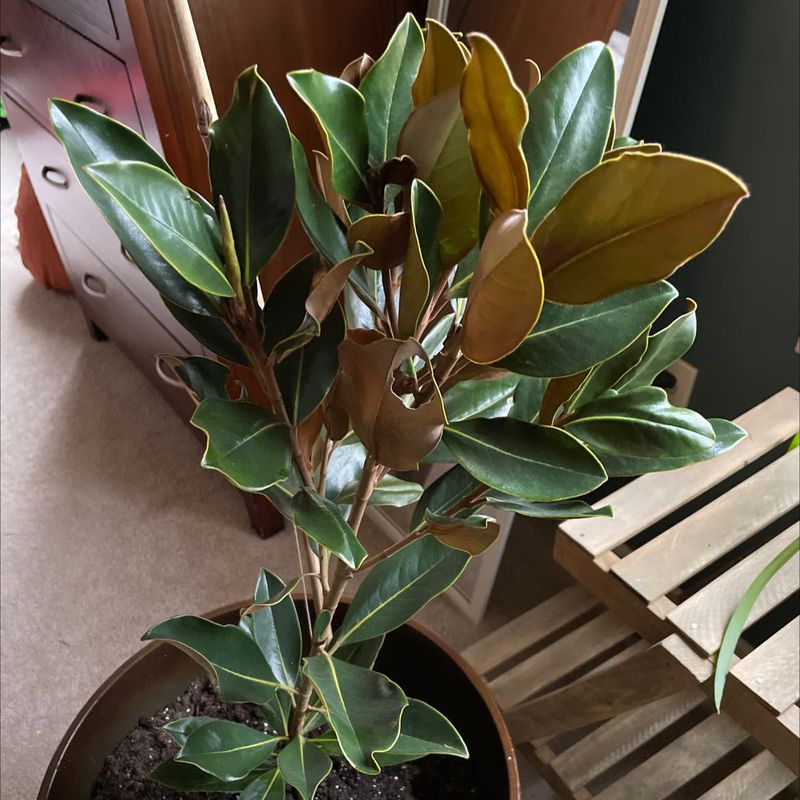 Provide Summer Shade For Potted Magnolias