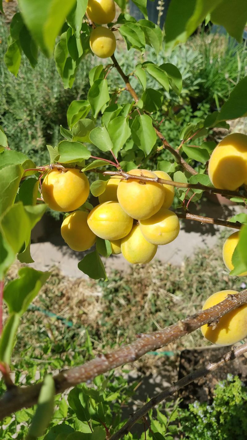 Apricot Trees