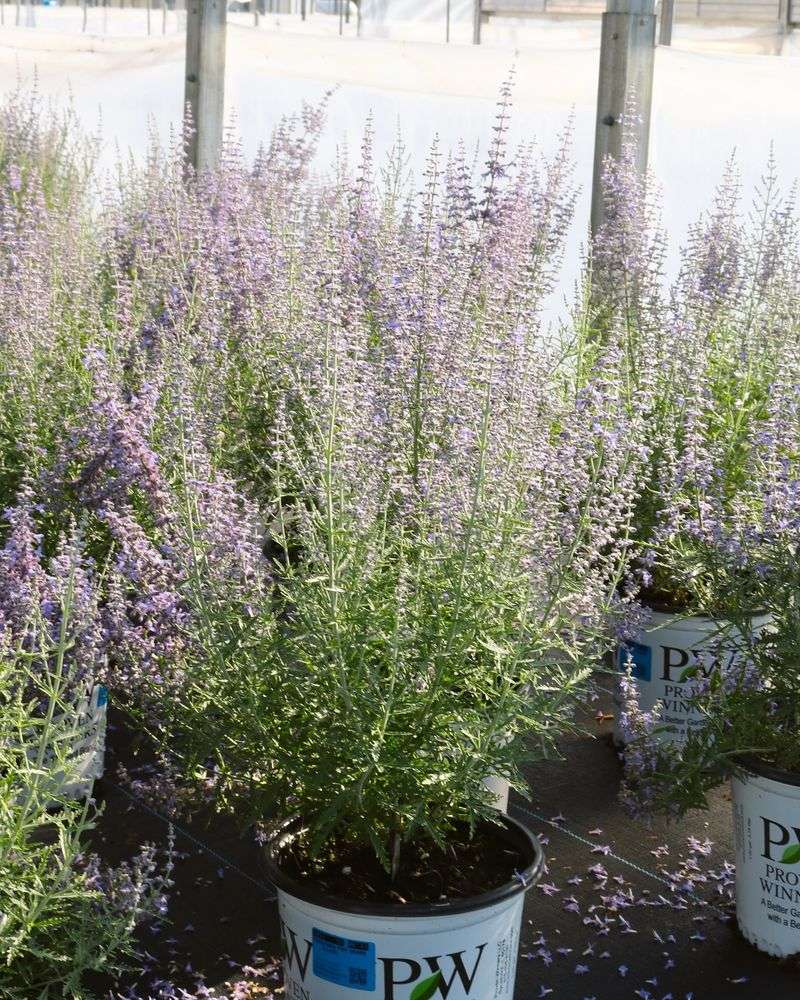 Russian Sage