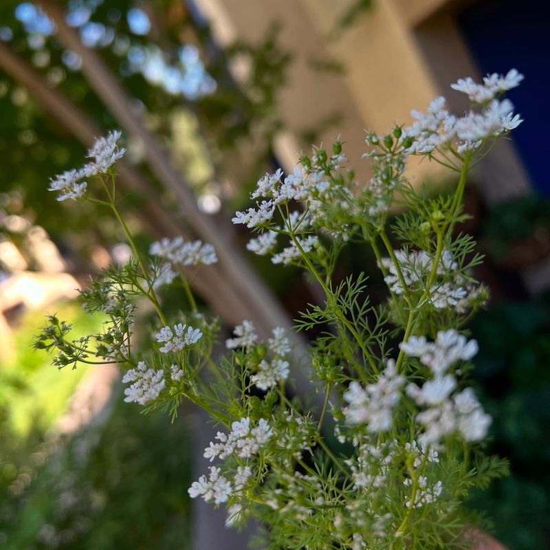 Cilantro