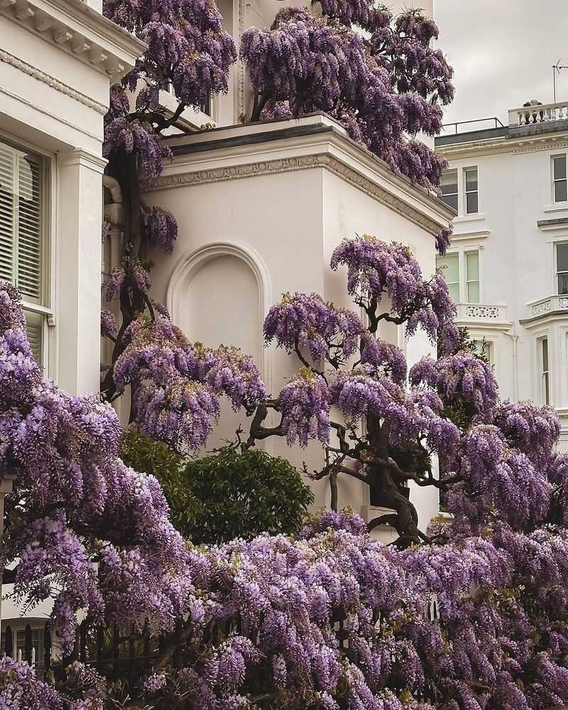 Wisteria